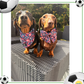 Footie Paws Football Dog Sailor Bow