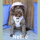 Petal Paws Adjustable Dog Harness