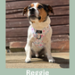 Petal Paws Adjustable Dog Harness