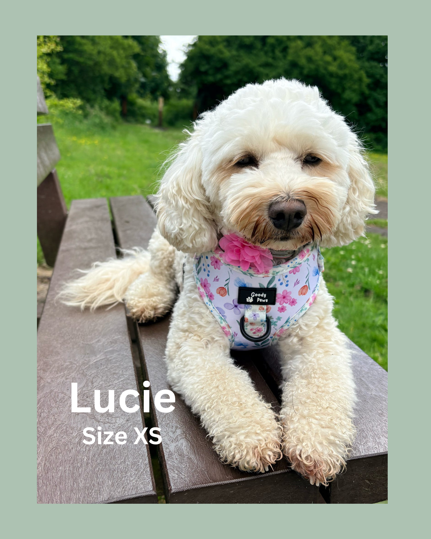 🌸 PETAL PAWS ADJUSTABLE DOG HARNESS