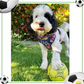 Footie Paws Tough Harness