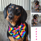 🏳️‍🌈 Pride rainbow Sailor Bow