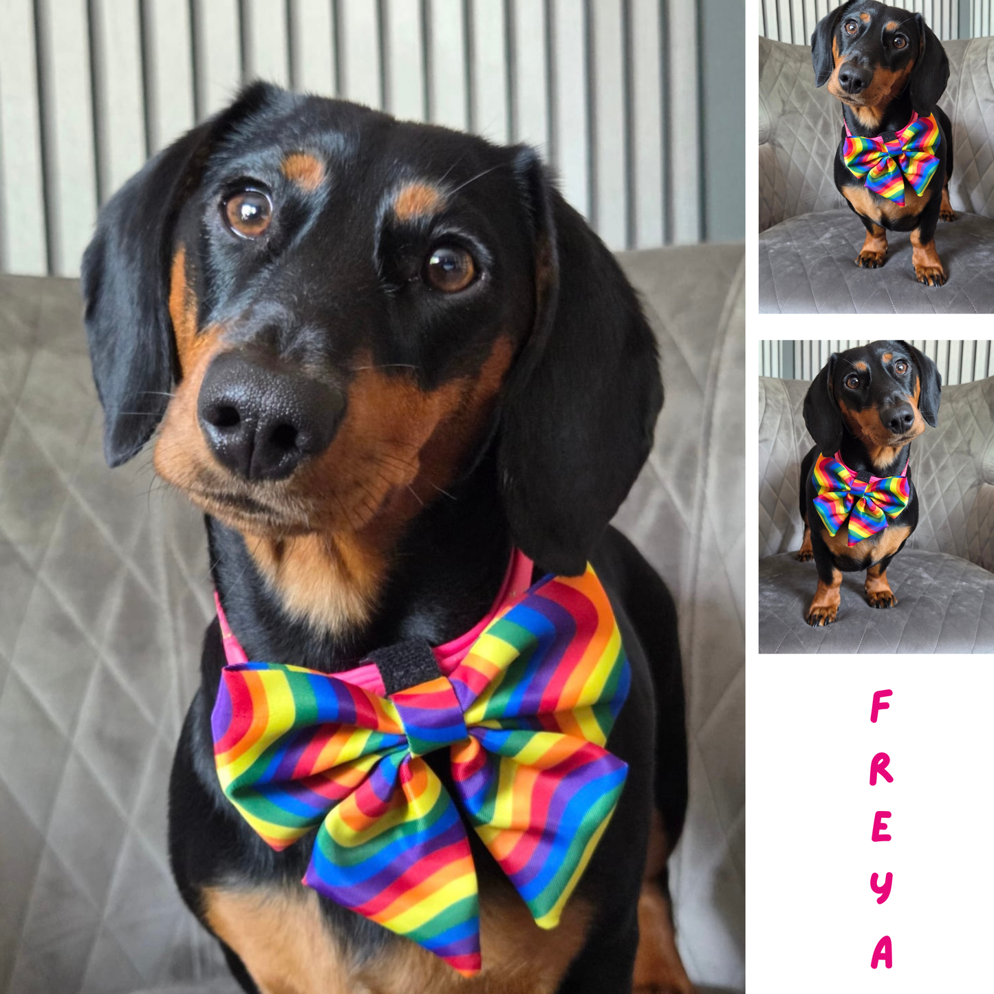 🏳️‍🌈 Pride rainbow Sailor Bow