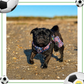 Footie Paws Tough Harness