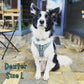Green Sheep Adjustable Dog Harness