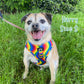 Pride Adjustable Dog Collar