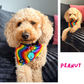 Pride Rainbow Cooling Dog Bandana | Goody Paws UK