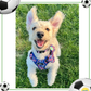 Footie Paws Tough Harness