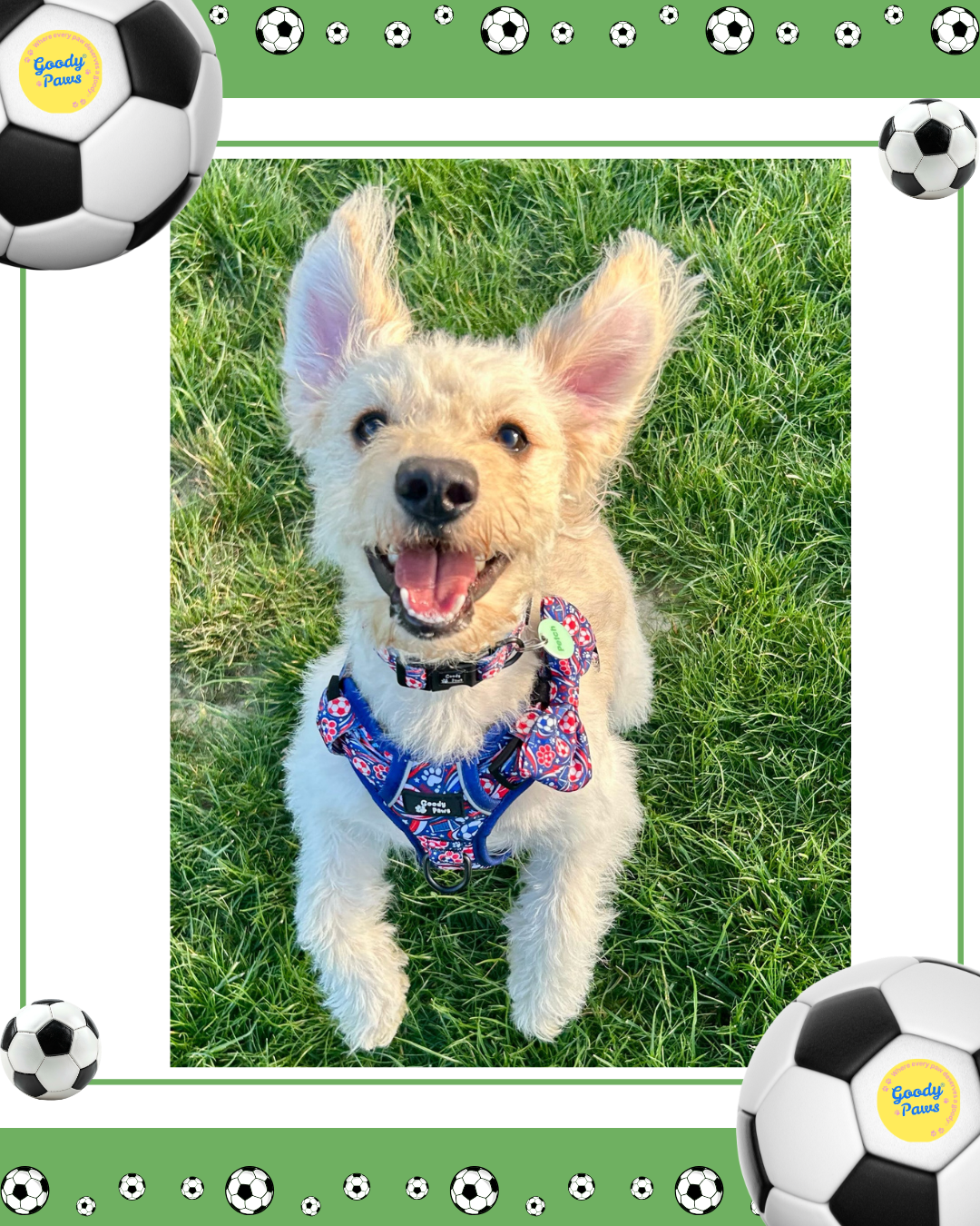 Footie Paws Tough Harness