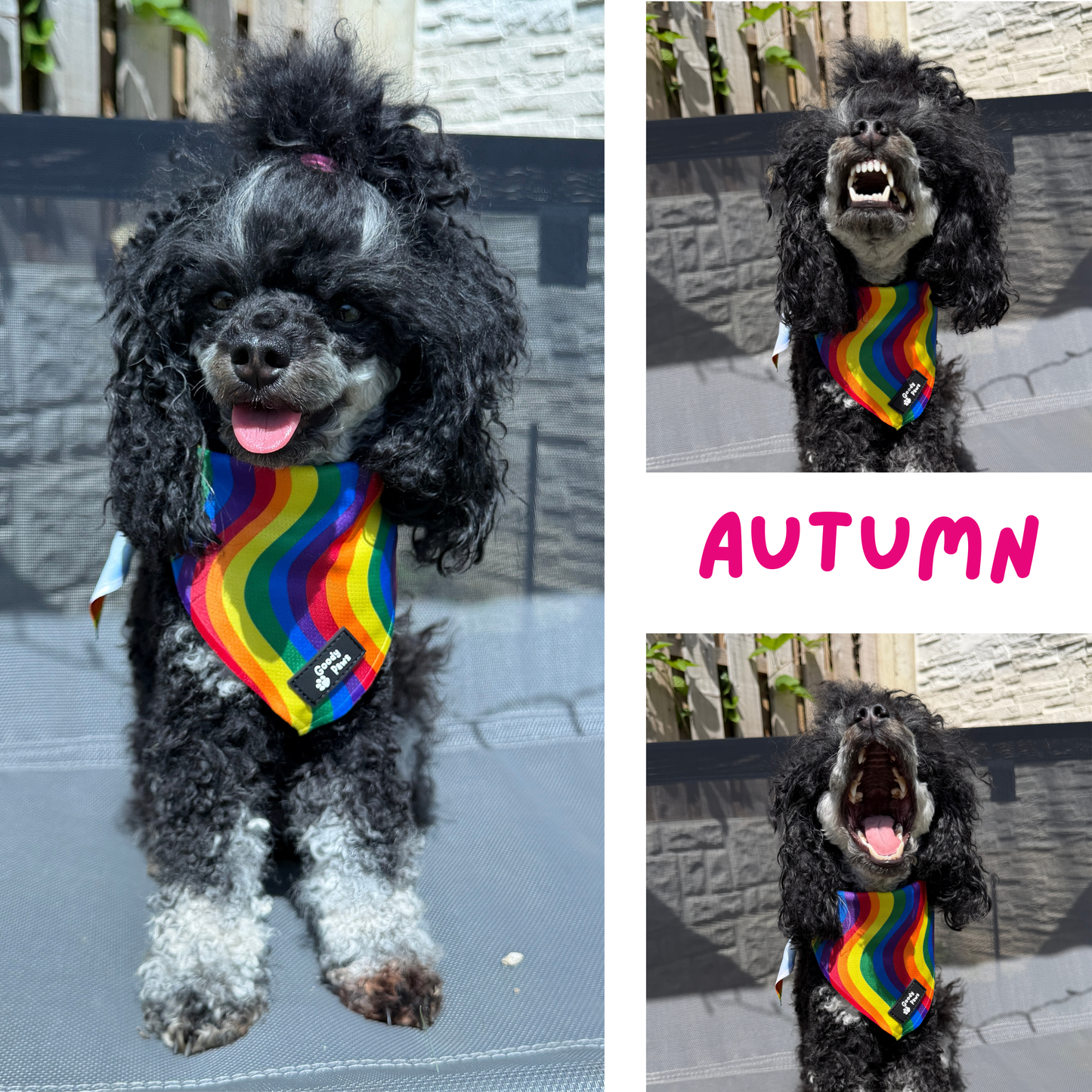 Pride Rainbow Cooling Dog Bandana | Goody Paws UK