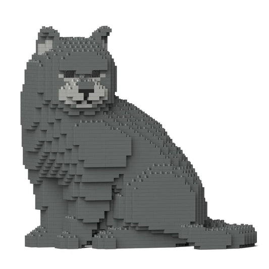 British Shorthair Cat M01