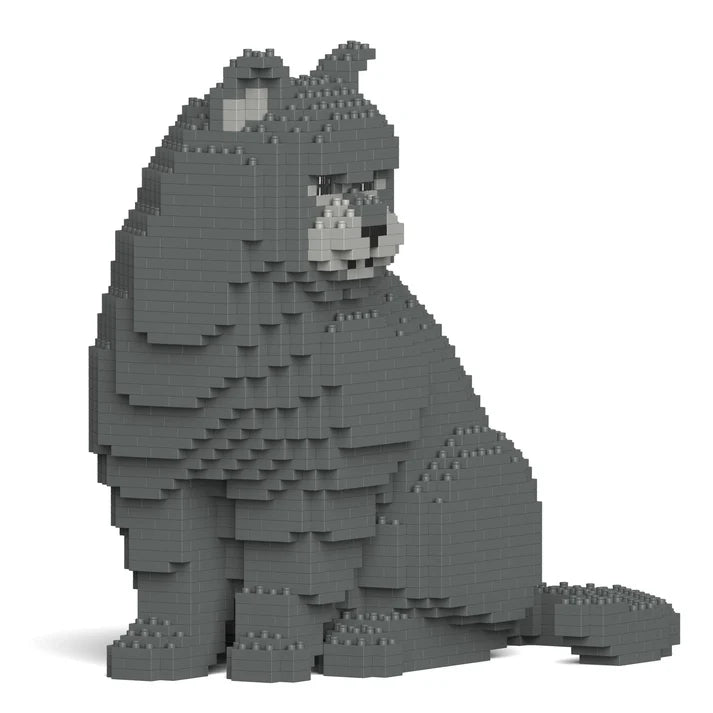 British Shorthair Cat M01