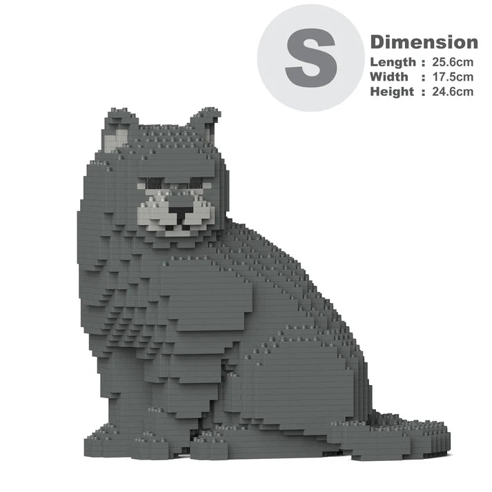 British Shorthair Cat M01